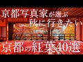 京都写真家が選ぶ秋に行きたい京都の紅葉40選 : 40 autumn leaves in Kyoto that you want to visit in autumn