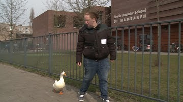 Eend Fredje trekt behoorlijk wat bekijks in Den Bosch