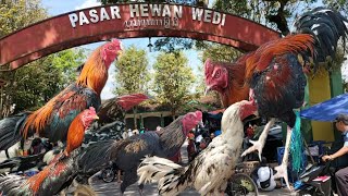 Minggu pahing HELING ke pasar hewan Wedi Klaten #bangkok #mangon #pakoy