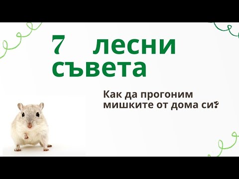 Видео: Как да се отървете от две опашки в къщата и апартамента. Практически съвети