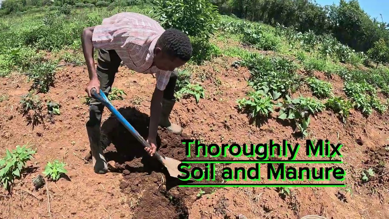 Maximizing Profitability in Pawpaw Farming: Best Practices for Successful & Sustainable Cultivation