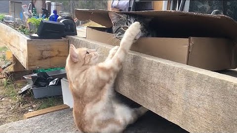 play time 打地鼠遊戲😆