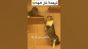 قطط تتكلم الترجمة نار ههههه لايفوتك القطع 