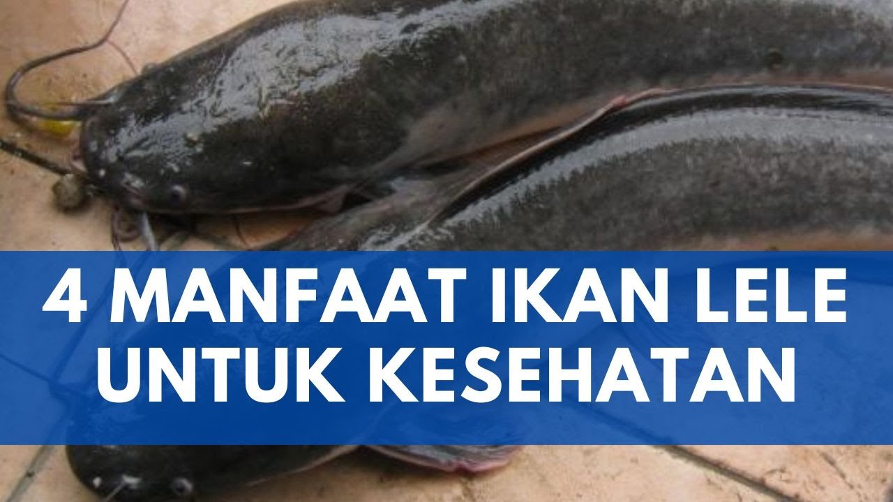 JANGAN REMEHKAN KHASIAT IKAN LELE | NUTRISI ALAMI 