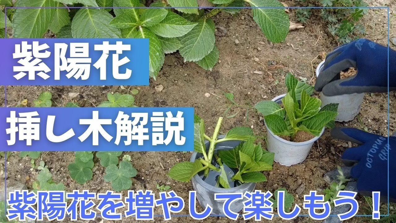 紫陽花】アジサイ挿し木を解説！自宅で増やして楽しもう～【＃園芸