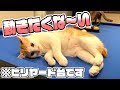 ビリヤード台を猫たちが気に入りすぎてしまいました。