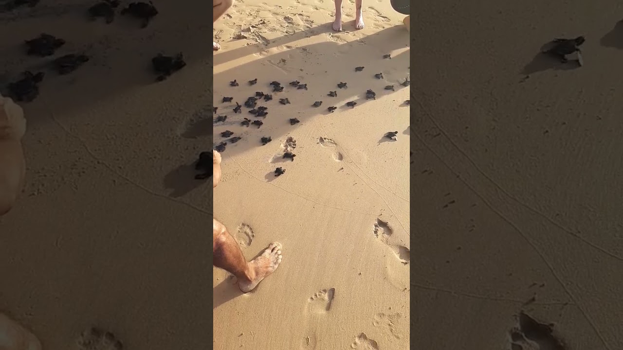 olive Ridley hatchling releasing to ocean!🐢