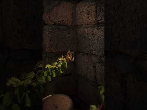 القلب وما يهوى