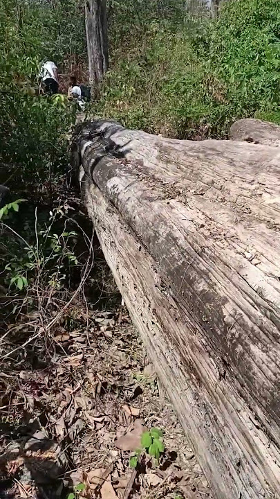 kayu jati super Blora #viralvideo #viral #viralshorts #video #daliyvlog #fyp #jati #blora #rembang