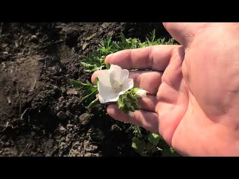 Видео: Информация о мускусной мальве – как выращивать растения мускусной мальвы