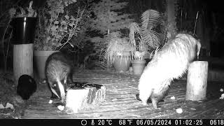 Badgers