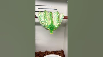 Green Tree Pythons are for the grown & sexy.