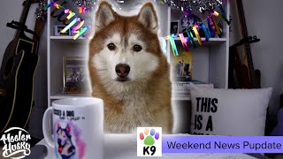 SIBERIAN HUSKY | Weekend News Pupdate! by Meeler Husky 718 views 3 years ago 2 minutes, 3 seconds