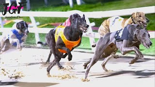 Greyhound Track Racing Competition by JerseyGroovyFilms 11,604 views 1 month ago 3 minutes, 45 seconds