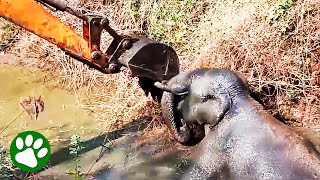 Excavator saves elephant from mud pit