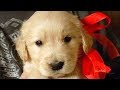 Christmas Puppy Surprise Compilation NEW