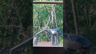 Two Blue Jay showing up today. Pretty birds