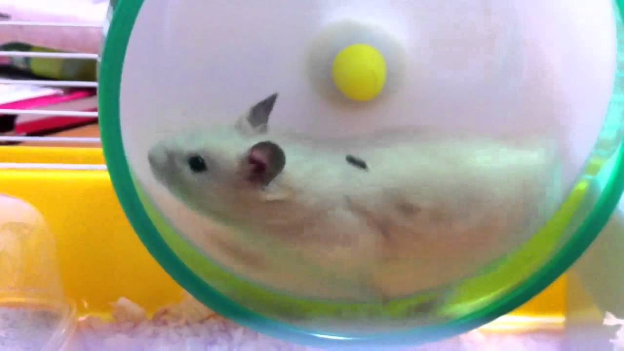 背中にうんちを付けて走るハムスター Youtube 背中にうんちを付けて走るハムスター Youtube