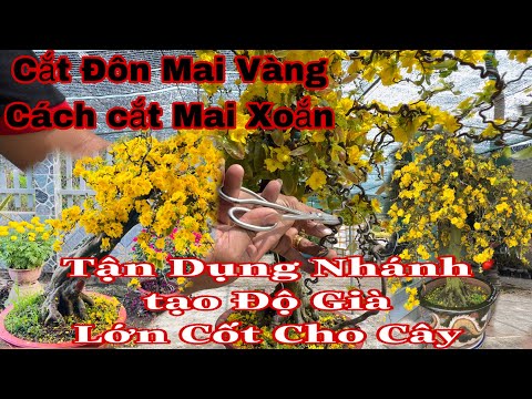 chăm sóc mai vàng sau khi chơi tết p4 | cắt tỉa cành cho mai xoắn 2023 mới nhất