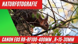 Naturfotografie Canon EOS R8+R Objektiv RF 100400mm und RF 1530mm