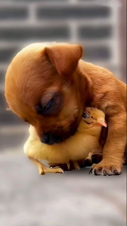 The love between puppies and chicks 🥰