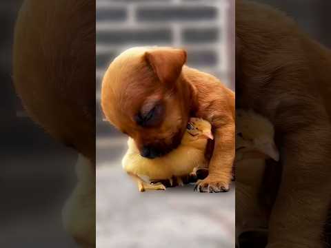 The love between puppies and chicks 🥰