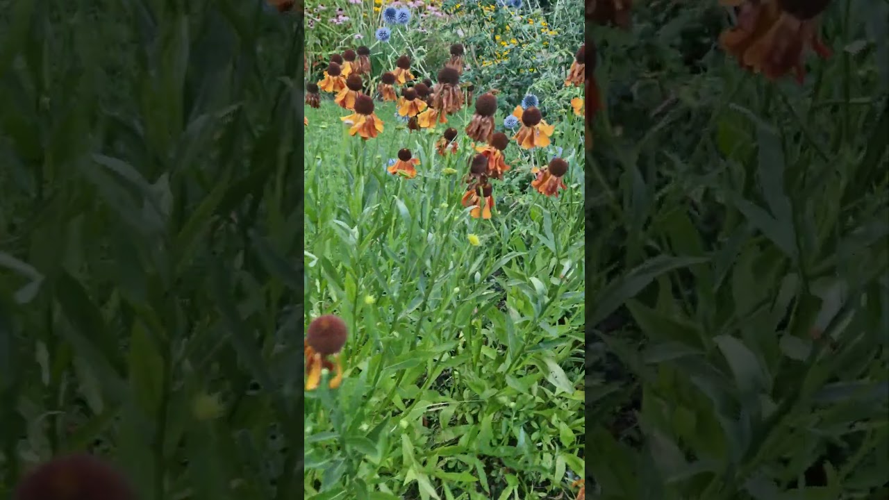 #bangladeshiDay out  #park #enjoylife #2024