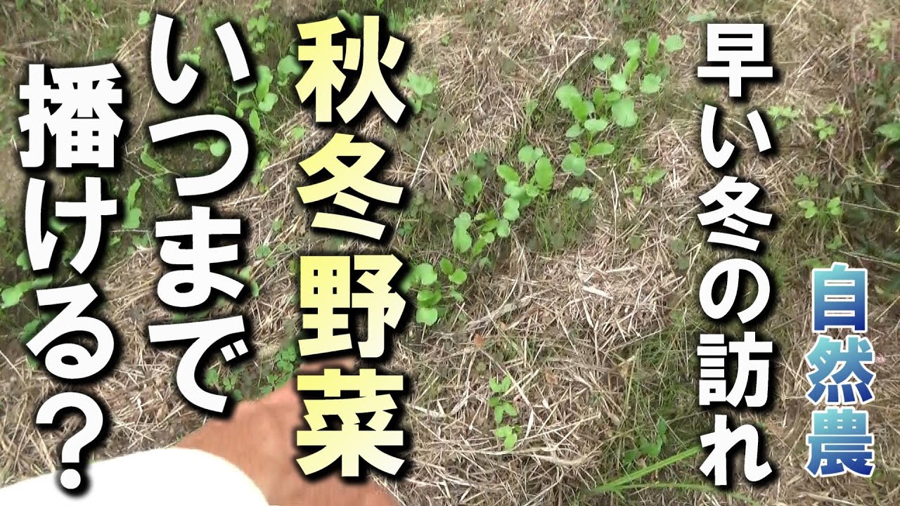 公式通販 ケラリアピグマエア種子60粒 7月25日採集 家の光協会 2025年 