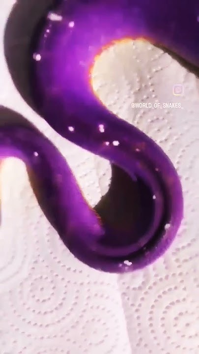Have you Ever seen a purple Python π£ #snake #python #shorts #foryou # ...