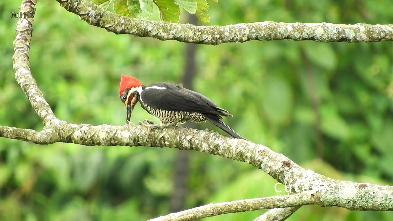 most beautiful woodpecker birds FULL HD video collection 2022