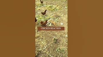 Chicken reaction to Mongoose attacks  #chickenfarming #poultryideas #chicken #poultrylife