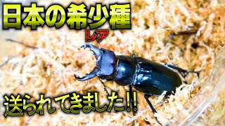 ミクラミヤマクワガタまとめ【規制前採集品】 採集禁止のクワガタを頂いたので産卵セットを組みました - YouTube