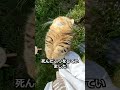 新しい飼い主に愛される猫