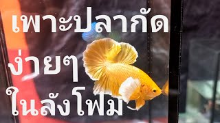 เพาะปลากัดหูช้างสีทอง วิธีการเพาะปลากัดแบบง่ายๆ betta