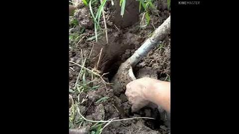 Săn bắt chuột đồng mùa gặt lúa ở miền tây/bắt toàn chuột khủng