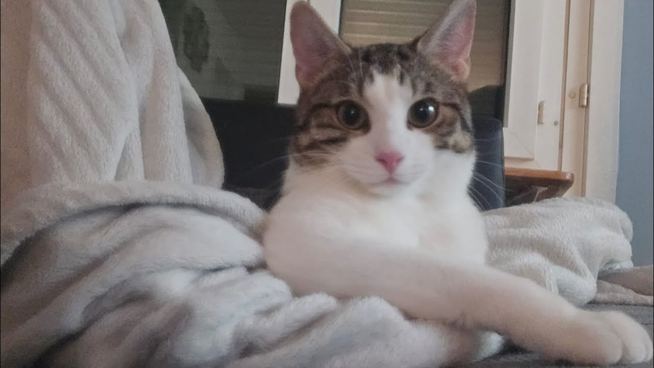 This Cat Loop Never Ends… LIVE Now - YouTube