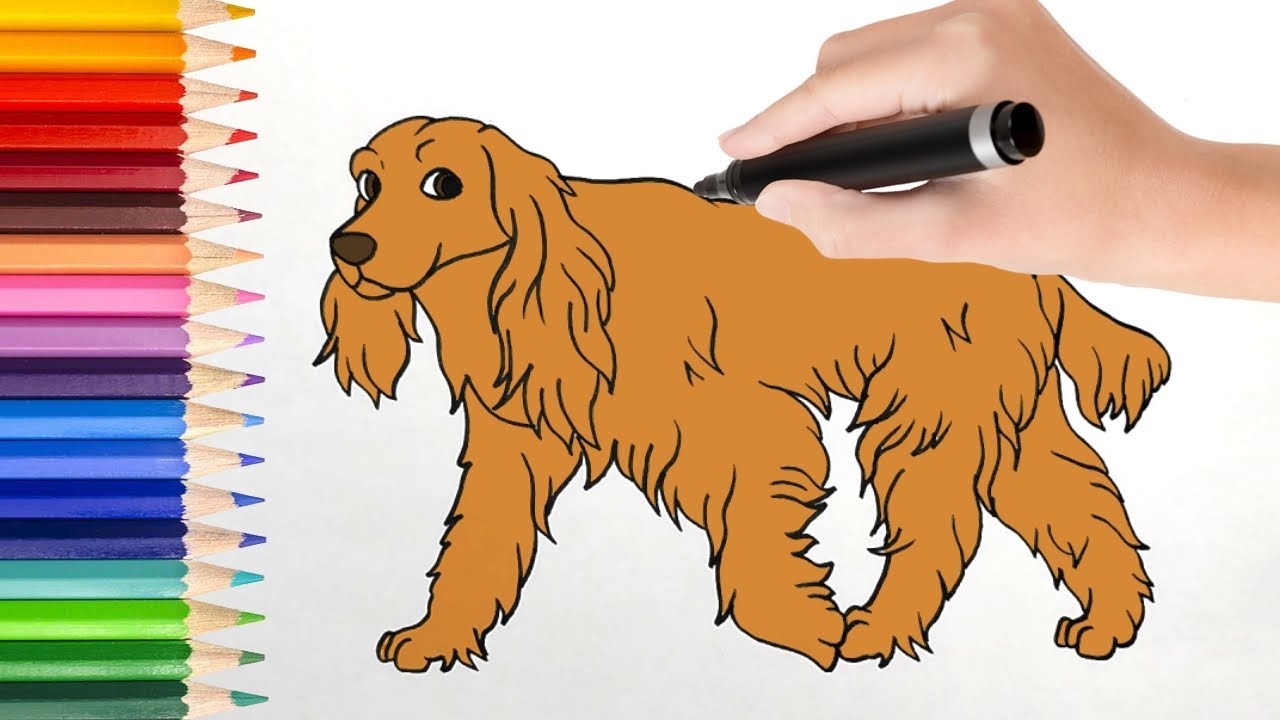 How to draw cocker spaniel dog - YouTube