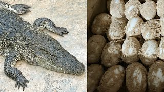 Primitive Crocodile Egg incubation