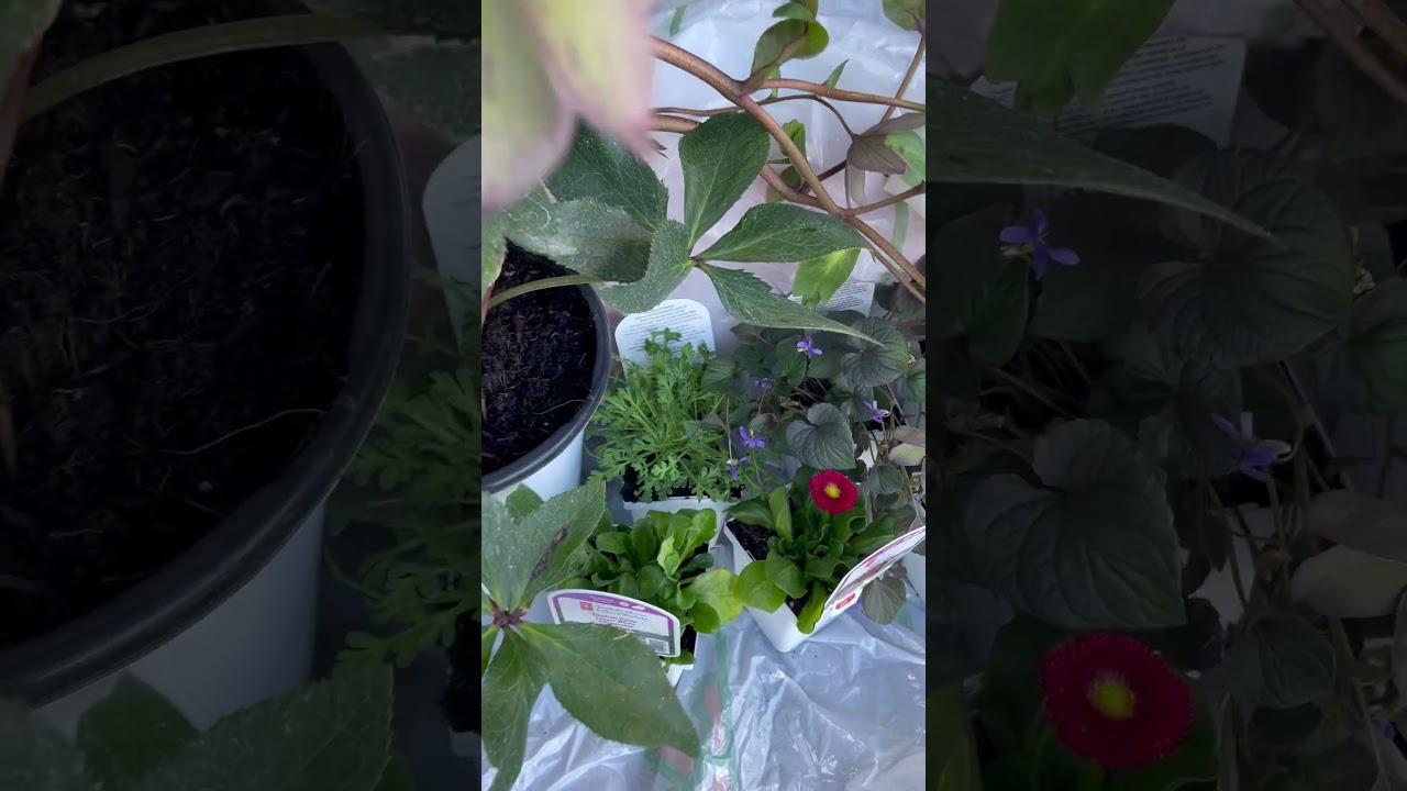 Shopping. Helleborus. Покупаю цветы. 