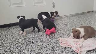 Cute Boston Terrier Puppies Playing by D G 382 views 3 months ago 2 minutes, 12 seconds