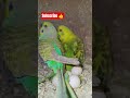 Budgies colony breeding 🥚🥚 #shorts #birds #viral