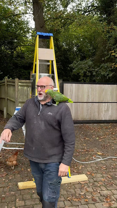 No Sid 🤣🤣🤣 #sid #parrot #funnyanimals #funny #fun #funnyvideo #funnyshorts #funnyvideos