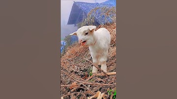 Cute Bakri ki video 😺🐐 #trendingshorts #youtubeshorts #viralvideo #viralshort #varalshorts #goat