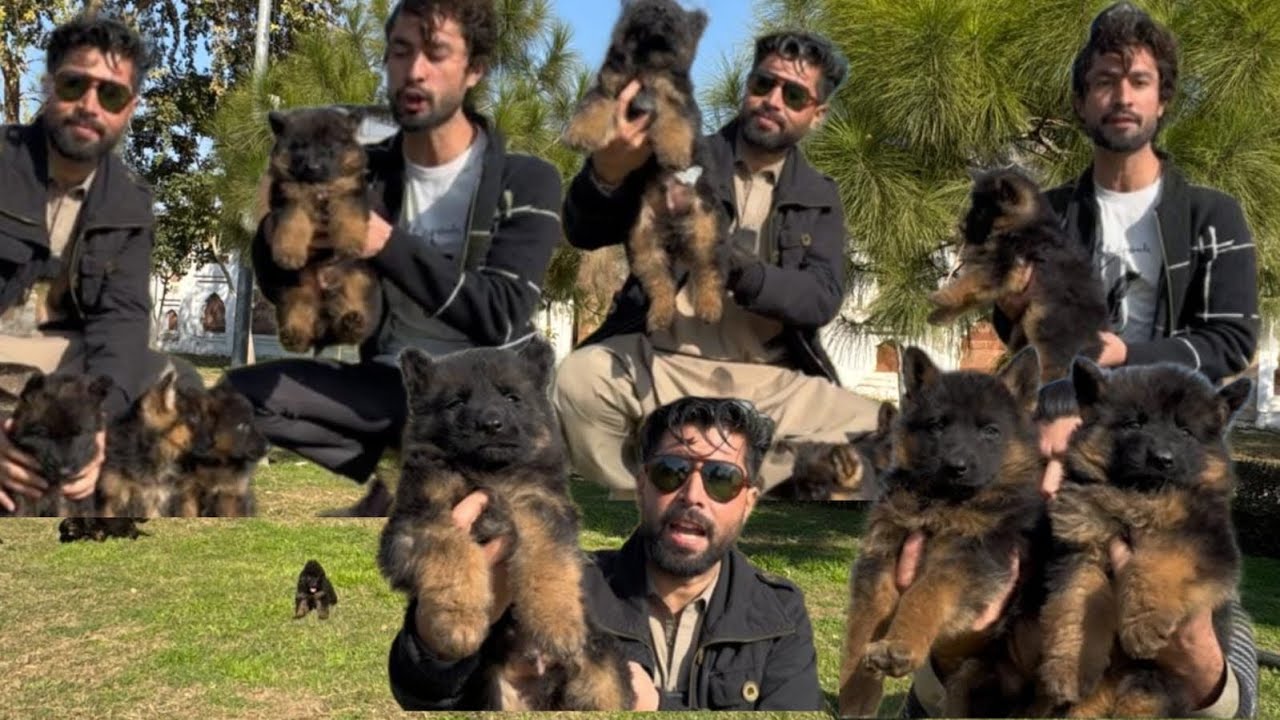 cute puppy dog german shepherd  price in pakistan