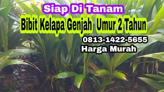 Bibit Kelapa Genjah Umur 2 Tahun Siap Di Tanam .Harga Murah Meriah.
