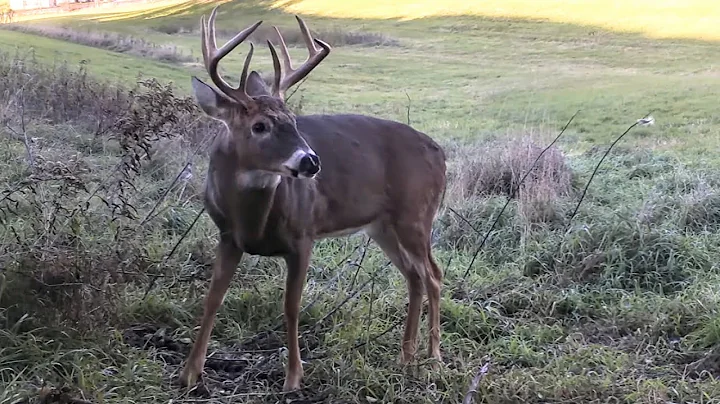 Comment créer un vide attractif pour les bucks sur votre petite parcelle de chasse