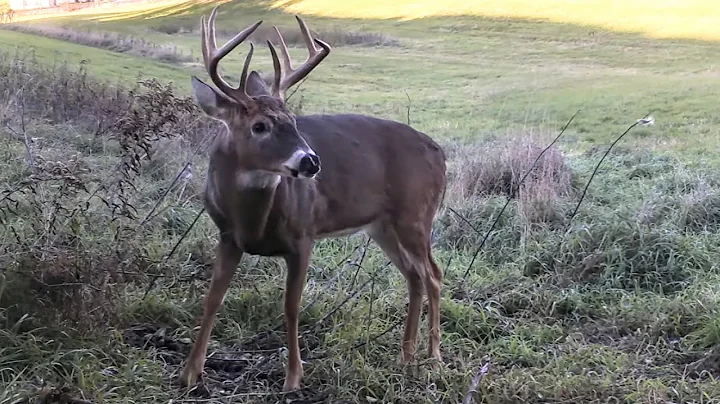 Creating a Buck Vacuum: Suck in Mature Bucks on Your Property