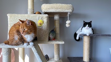 I got my kitties a new giant cat tree | Oppa the Orange Cat