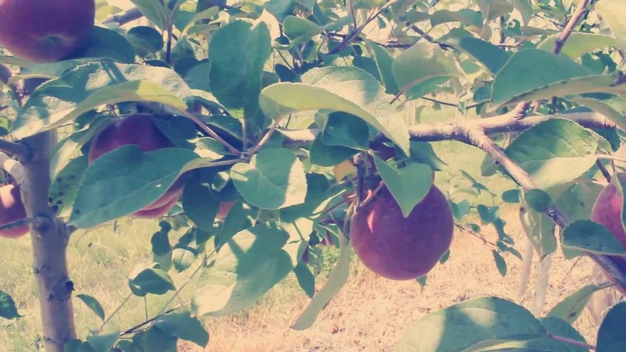 KW Food Tour // St Jacobs Farmer's Market + Martin's Apple Farm