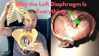 Why You Have to Breathe with Your Left Diaphragm (and why sensory confusion prevents it).